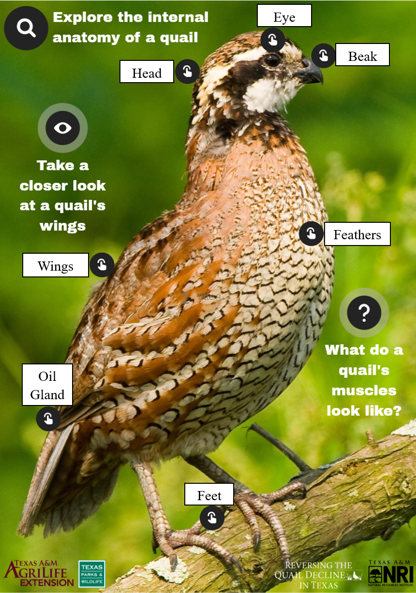 A screenshot of the main page from the Quail Anatomy lesson, which highlights some of the important external features on a male northern bobwhite quail. Interactive elements are labeled, and the content from each element is included below.