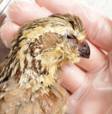 This image shows the head coloration of a female bobwhite, which is brown and contrasts sharply with the white head coloration of the male, shown in the “External Anatomy” image above.