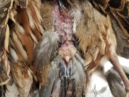 A close-up showing the oil gland, or uropygial gland, at the base of a quail’s tail.