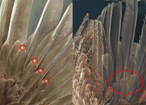 Two images comparing a juvenile quail’s primary covert wing feathers (left) with an adult’s primary covert wing feathers (right). The juvenile has small white spots at the ends of these feathers, while the adult’s feathers are solid brown.