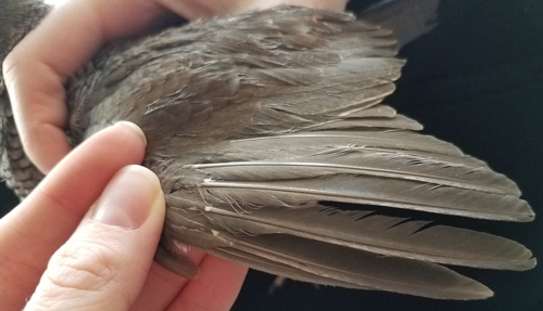 Another example of the juvenile primary covert wing feathers, with white spots at the tips.