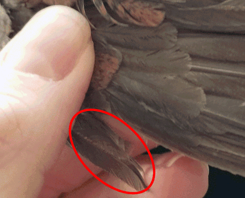 A close up showing the alula, the thumb-like feathered protrusion on a quail’s wing.