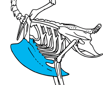 A diagram of a quail’s skeletal structure, with the keel highlighted. Image from users Toony & Svtiste, Wikimedia Commons. Cropped from original.