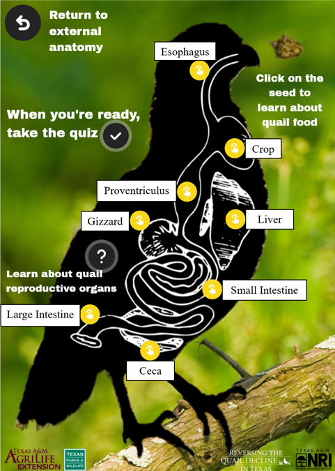 A screenshot of the Internal Anatomy page from the lesson, showing some of the major organs involved in digestion for a quail. An explanation of the function of each organ is included below.