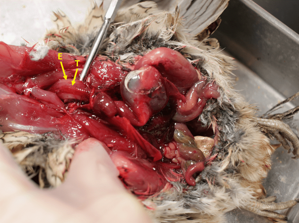 A dissection image with arrows indicating the esophagus (“E”) and trachea (“T”).