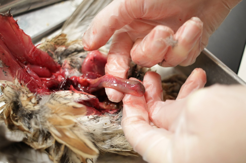 A dissection image showing the duodenum and pancreas.