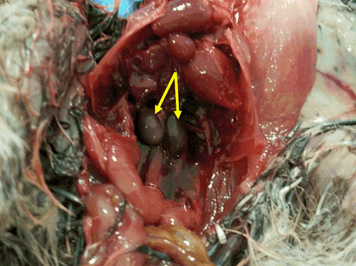 A dissection image showing a male quail’s developed testes (indicated by yellow arrows).