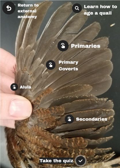 A view of a quail’s wing, showing the different types of feathers (labeled). The purpose of each feather type is explained below.