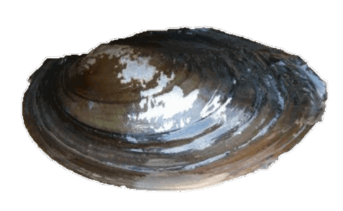 A Texas heelsplitter mussel