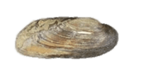 A Texas hornshell mussel.