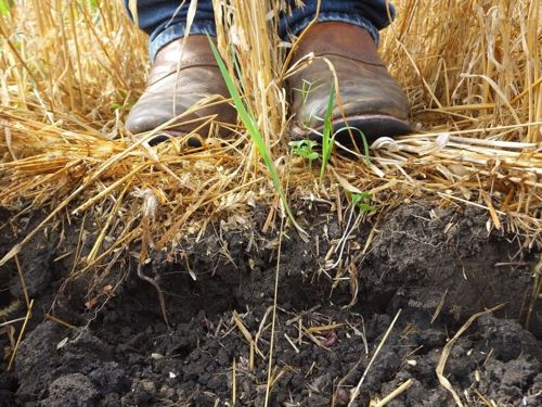 Soil with vegetation, which helps reduce erosion.